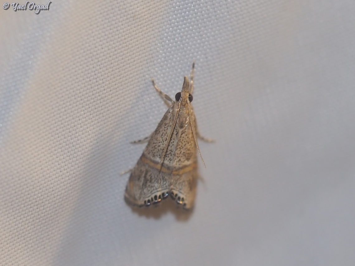 Euchromius bella part of national moth week 2023<br />
<a href="https://nationalmothweek.org/" rel="nofollow">https://nationalmothweek.org/</a> Euchromius bella,Israel