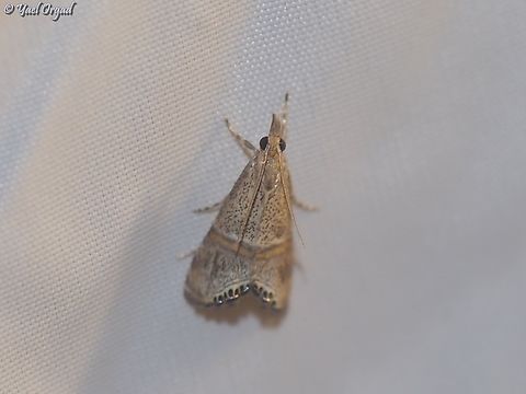 Euchromius bella part of national moth week 2023
https://nationalmothweek.org/ Euchromius bella,Israel