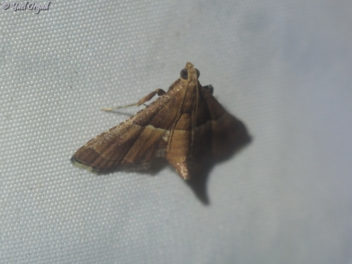 Endotricha flammealis part of national moth week 2023<br />
<a href="https://nationalmothweek.org/" rel="nofollow">https://nationalmothweek.org/</a> Endotricha flammealis,Israel,Rosy Tabby