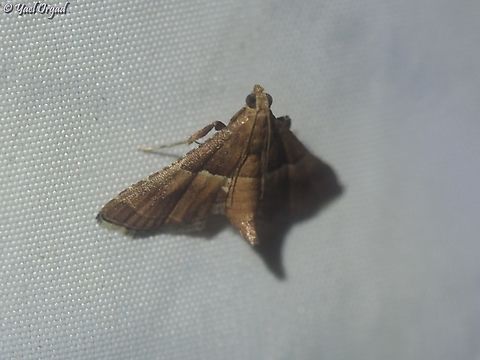 Endotricha flammealis part of national moth week 2023
https://nationalmothweek.org/ Endotricha flammealis,Israel,Rosy Tabby