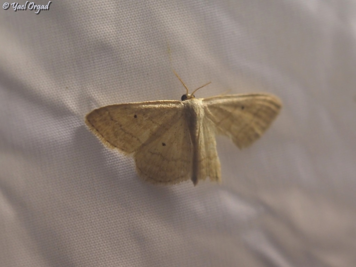 Idaea consanguinaria part of national moth week 2023<br />
<a href="https://nationalmothweek.org/" rel="nofollow">https://nationalmothweek.org/</a> Idaea consanguinaria