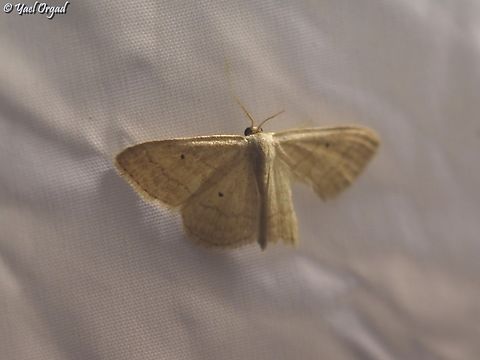 Idaea consanguinaria part of national moth week 2023
https://nationalmothweek.org/ Idaea consanguinaria