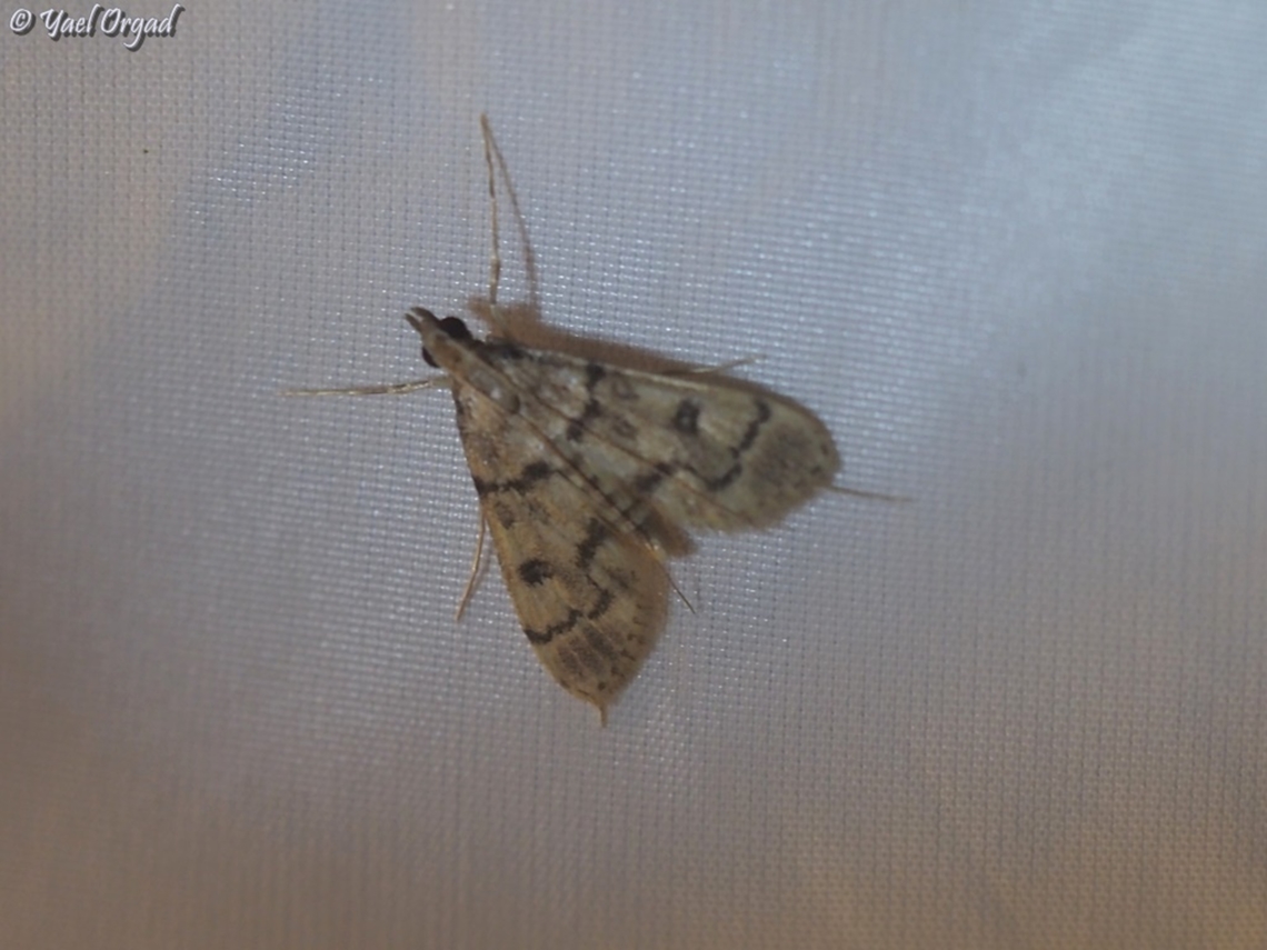 Dolicharthria bruguieralis part of national moth week 2023<br />
<a href="https://nationalmothweek.org/" rel="nofollow">https://nationalmothweek.org/</a> Dolicharthria bruguieralis,Israel