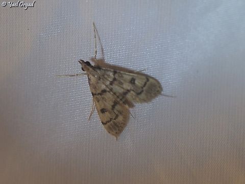 Dolicharthria bruguieralis part of national moth week 2023
https://nationalmothweek.org/ Dolicharthria bruguieralis,Israel