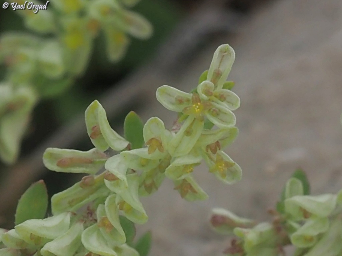 Callipeltis cucullaris  Callipeltis cucullaris,Israel,Mount Hermon