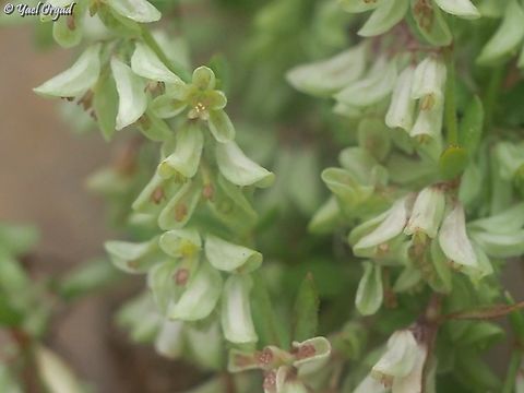 Callipeltis cucullaris  Callipeltis cucullaris,Geotagged,Spring