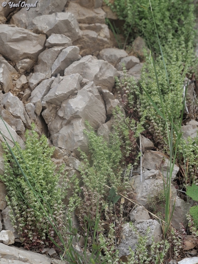 Callipeltis cucullaris  Callipeltis cucullaris,Geotagged,Spring