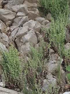 Callipeltis cucullaris  Callipeltis cucullaris,Geotagged,Spring