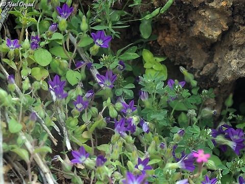 Campanula camptoclada  Campanula camptoclada,Geotagged,Spring