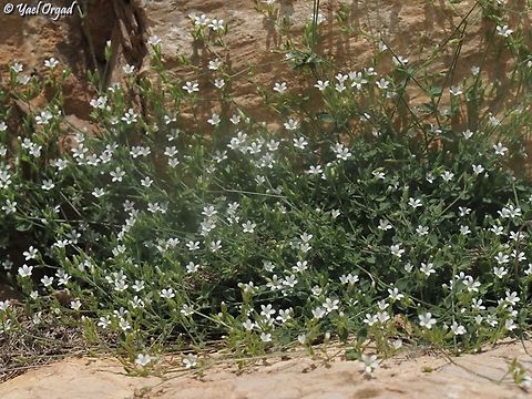 Arenaria deflexa  Arenaria deflexa