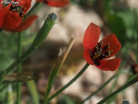 Papaver minus flower on the right, fruit on the left  Israel,Mount Hermon,Papaver minus