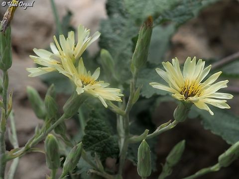 Lactuca tuberosa yellow variant. 

blue variant here:
https://www.jungledragon.com/specie/35559/lactuca-tuberosa.html Geotagged,Lactuca tuberosa,Spring