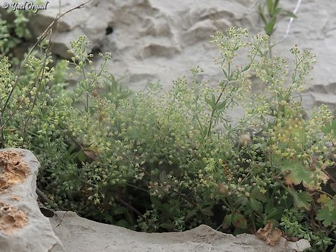 Galium hierosolymitanum Named after Jerusalem, this Galium is a small and delicate flower. I met it on Mount Hermon.  Galium hierosolymitanum,Israel,Mount Hermon