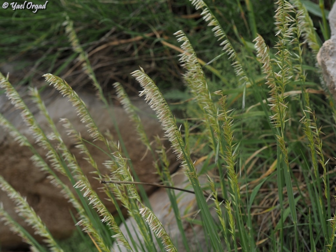 Melica persica a delicate grass.  Melica persica