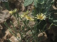 Lactuca tuberosa wild lettuce species, <br />
the common Lactuca tuberosa in Israel has light blue flowers. only on Mount Hermon it has yellow flowers, and this was the first time I've seen the yellow flowers. <br />
<br />
blue variant here:<br />
https://www.jungledragon.com/specie/35559/lactuca-tuberosa.html Israel,Lactuca tuberosa,Mount Hermon