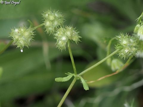 Valerianella discoidea  Disk Cornsalad,Valerianella discoidea