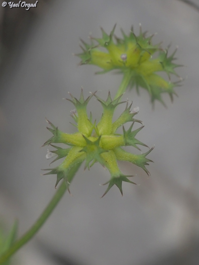 Valerianella dactylophylla  Israel,Mount Hermon,Valerianella dactylophylla