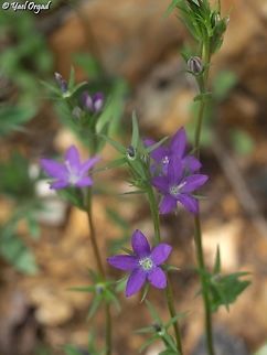 Legousia falcata  Geotagged,Legousia falcata,Spicate Venus'-Looking-Glass,Spring