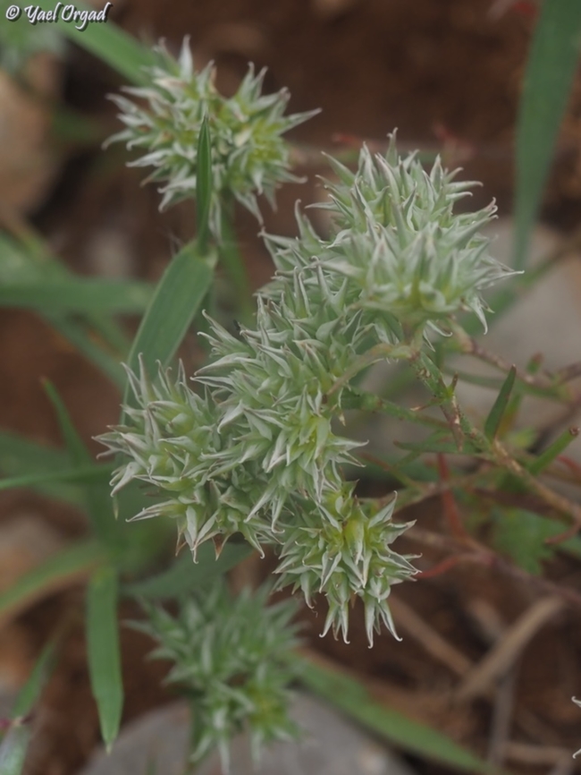 Minuartia hamata  Minuartia hamata