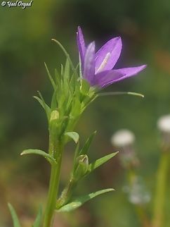 Legousia falcata  Geotagged,Legousia falcata,Spicate Venus'-Looking-Glass,Spring
