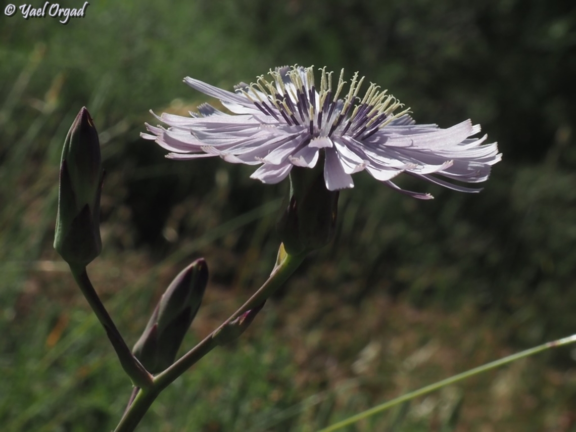 Lactuca tuberosa light blue variant.<br />
<br />
Yellow variant here:<br />
<figure class="photo"><a href="https://www.jungledragon.com/image/152280/lactuca_tuberosa.html" title="Lactuca tuberosa"><img src="https://s3.amazonaws.com/media.jungledragon.com/images/3519/152280_thumb.JPG?AWSAccessKeyId=05GMT0V3GWVNE7GGM1R2&Expires=1759968010&Signature=cEQXFsMJBOyjTS%2F6vjy0UXJvOVs%3D" width="200" height="150" alt="Lactuca tuberosa wild lettuce species, <br />
the common Lactuca tuberosa in Israel has light blue flowers. only on Mount Hermon it has yellow flowers, and this was the first time I&#039;ve seen the yellow flowers. <br />
<br />
blue variant here:<br />
https://www.jungledragon.com/specie/35559/lactuca-tuberosa.html Israel,Lactuca tuberosa,Mount Hermon" /></a></figure> Geotagged,Israel,Lactuca tuberosa,Spring