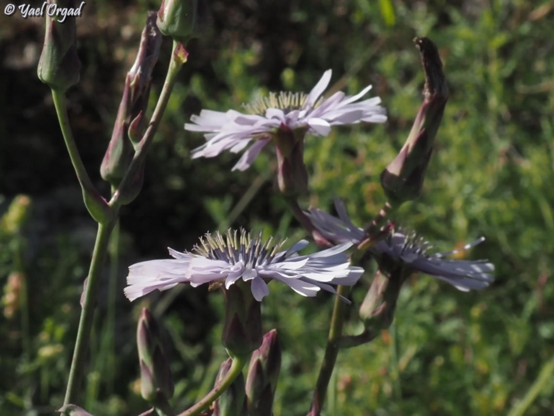 Lactuca tuberosa Blue variant. <br />
<br />
Yellow variant here:<br />
<figure class="photo"><a href="https://www.jungledragon.com/image/152280/lactuca_tuberosa.html" title="Lactuca tuberosa"><img src="https://s3.amazonaws.com/media.jungledragon.com/images/3519/152280_thumb.JPG?AWSAccessKeyId=05GMT0V3GWVNE7GGM1R2&Expires=1759968010&Signature=cEQXFsMJBOyjTS%2F6vjy0UXJvOVs%3D" width="200" height="150" alt="Lactuca tuberosa wild lettuce species, <br />
the common Lactuca tuberosa in Israel has light blue flowers. only on Mount Hermon it has yellow flowers, and this was the first time I&#039;ve seen the yellow flowers. <br />
<br />
blue variant here:<br />
https://www.jungledragon.com/specie/35559/lactuca-tuberosa.html Israel,Lactuca tuberosa,Mount Hermon" /></a></figure> Geotagged,Israel,Lactuca tuberosa,Spring