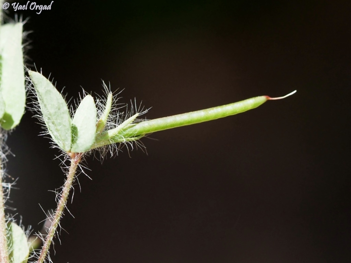 Lotus subbiflorus - fruit  Geotagged,Israel,Lotus subbiflorus,Spring