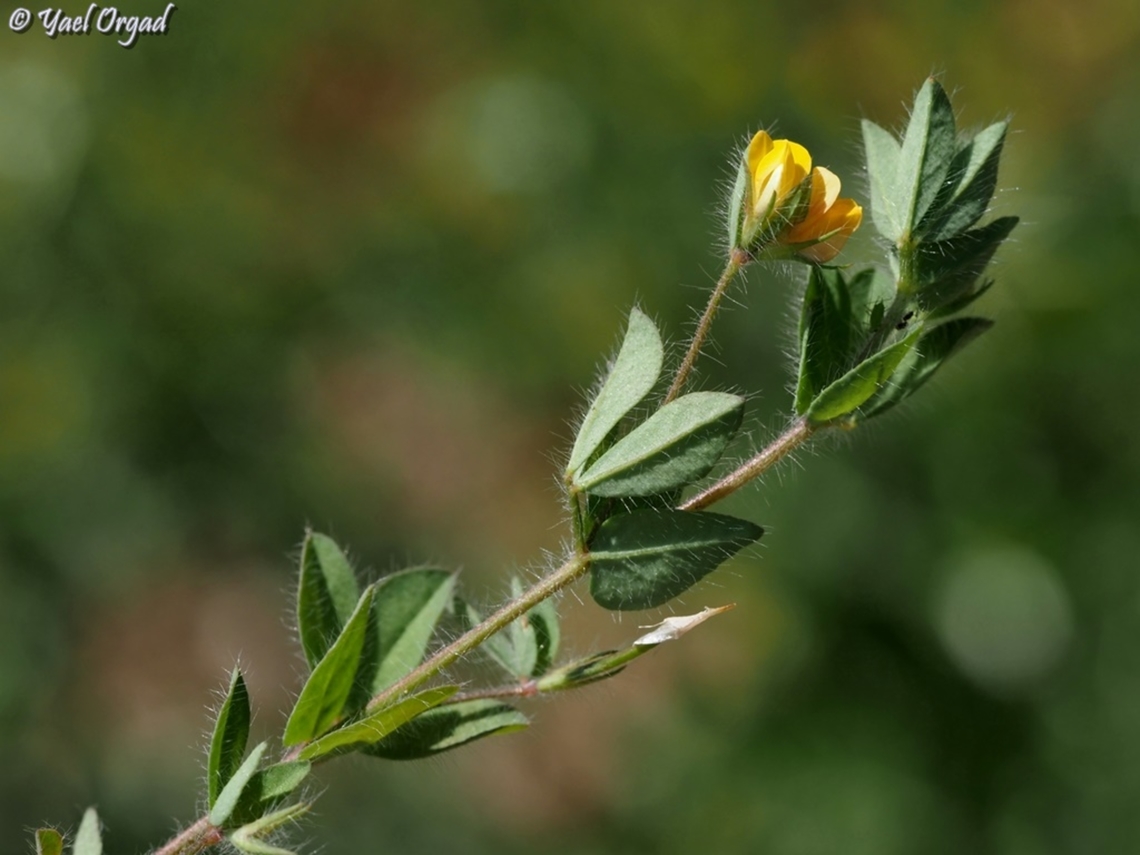 Lotus subbiflorus  Geotagged,Israel,Lotus subbiflorus,Spring