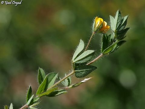 Lotus subbiflorus  Geotagged,Israel,Lotus subbiflorus,Spring