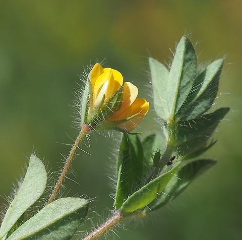 Lotus subbiflorus  Geotagged,Israel,Lotus subbiflorus,Spring