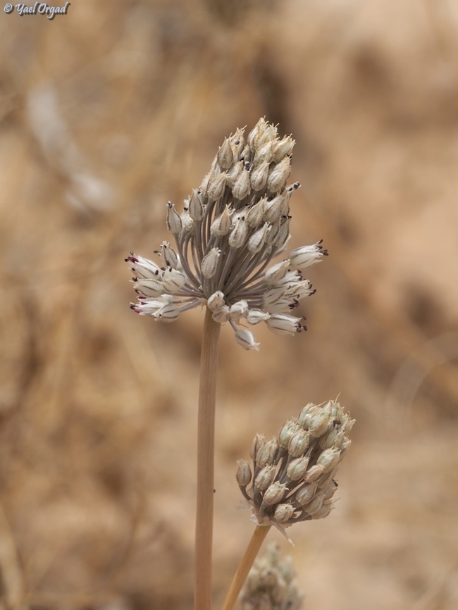 Allium artemisietorum  Allium artemisietorum,Geotagged,Israel,Spring