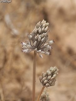 Allium artemisietorum  Allium artemisietorum,Geotagged,Israel,Spring