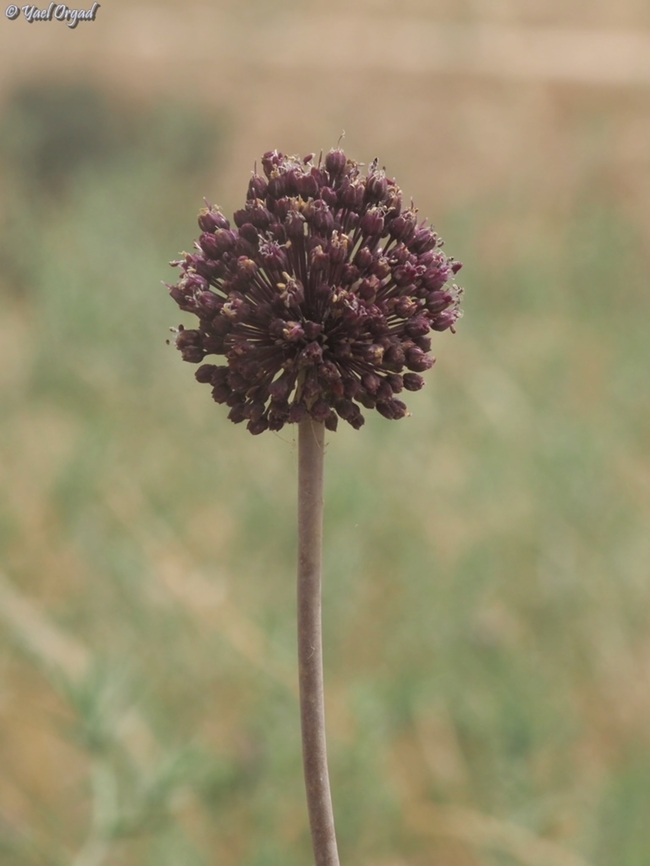 Allium truncatum  Allium truncatum,Geotagged,Israel,Spring