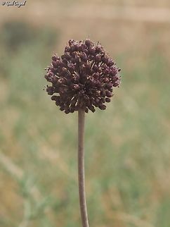 Allium truncatum  Allium truncatum,Geotagged,Israel,Spring