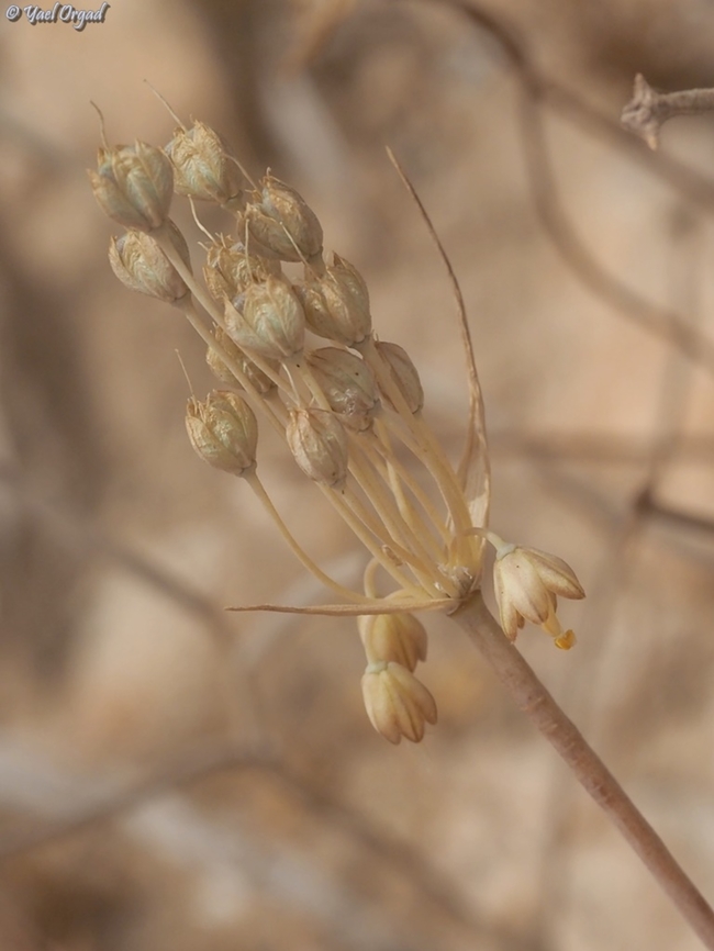Allium decaisnei  Allium decaisnei,Geotagged,Israel,Spring