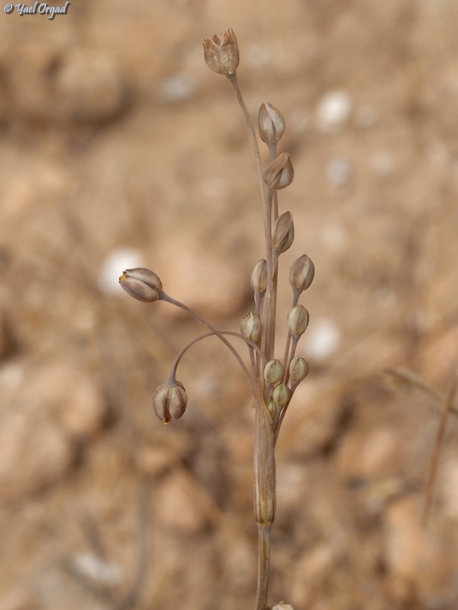 Allium kollmannianum  Allium kollmannianum,Geotagged,Israel,Spring