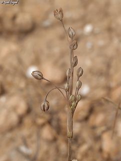 Allium kollmannianum  Allium kollmannianum,Geotagged,Israel,Spring