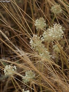 Allium pallens  Allium pallens,Geotagged,Israel,Spring