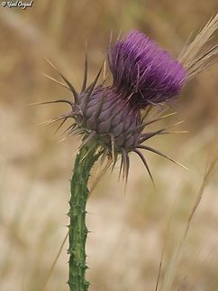 Onopordum alexandrinum  Geotagged,Israel,Onopordum alexandrinum,Spring