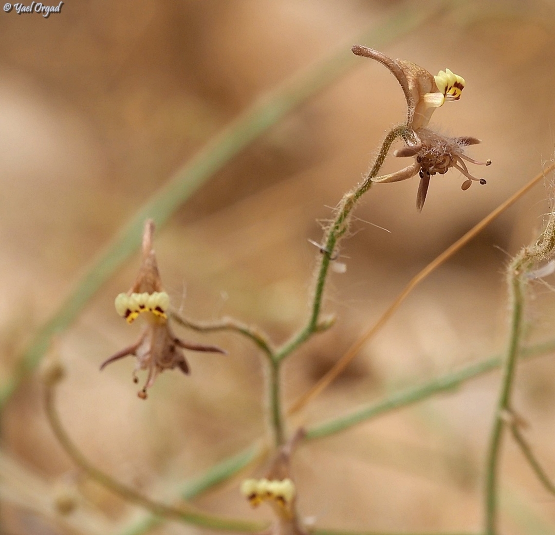 Consolida flava  Consolida flava,Geotagged,Israel,Spring