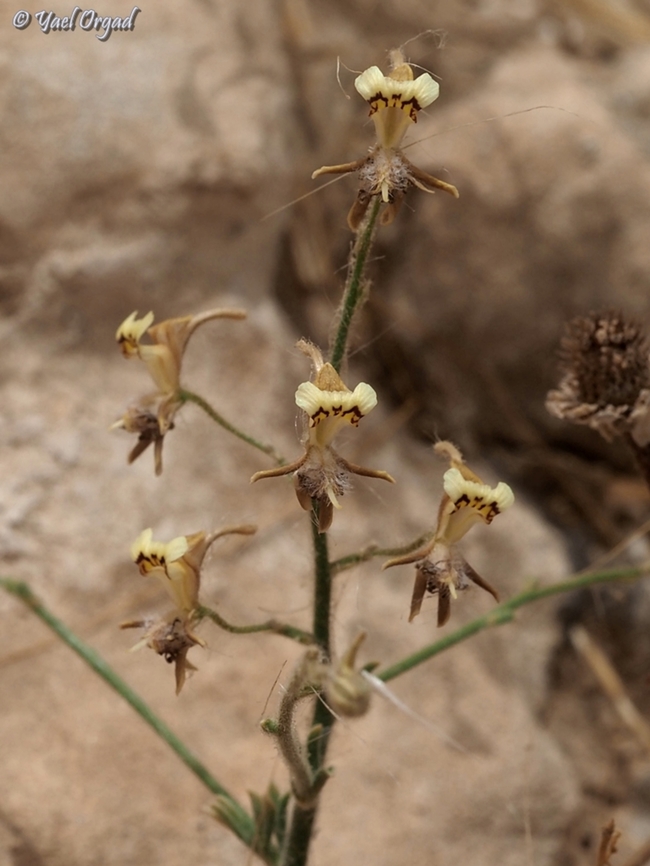 Consolida flava the first time I&#039;ve seen this flower , my friend took me to see them back at 2008. <br />
15 years later, I asked him where was it - he drew a point on the map. we found the flowers about 50m (150 ft) from the point he drew for me!  Consolida flava,Geotagged,Israel,Spring