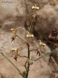 Consolida flava the first time I've seen this flower , my friend took me to see them back at 2008. 
15 years later, I asked him where was it - he drew a point on the map. we found the flowers about 50m (150 ft) from the point he drew for me!  Consolida flava,Geotagged,Israel,Spring
