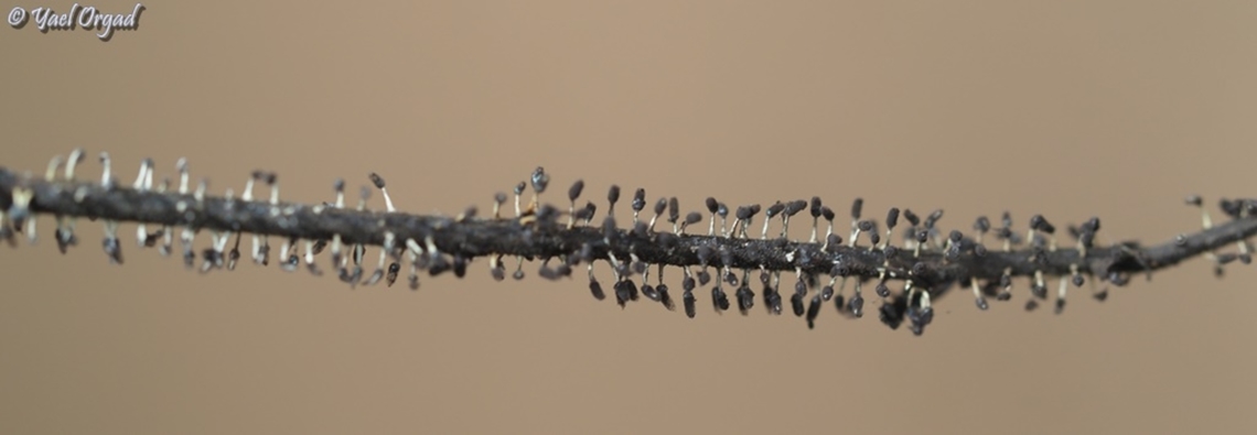 Diachea leucopodia a tiny slime mold in one of the Tel Aviv University Botanical Garden&#039;s greenhouses. Diachea leucopodia,Geotagged,Israel,Summer