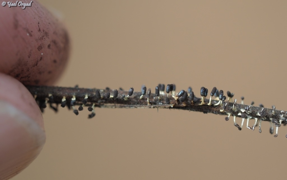 Diachea leucopodia yes, those are my fingers holding the tiny twig on which these slime molds grow...  Diachea leucopodia,Geotagged,Israel,Summer
