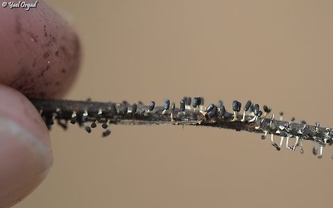 Diachea leucopodia yes, those are my fingers holding the tiny twig on which these slime molds grow...  Diachea leucopodia,Geotagged,Israel,Summer