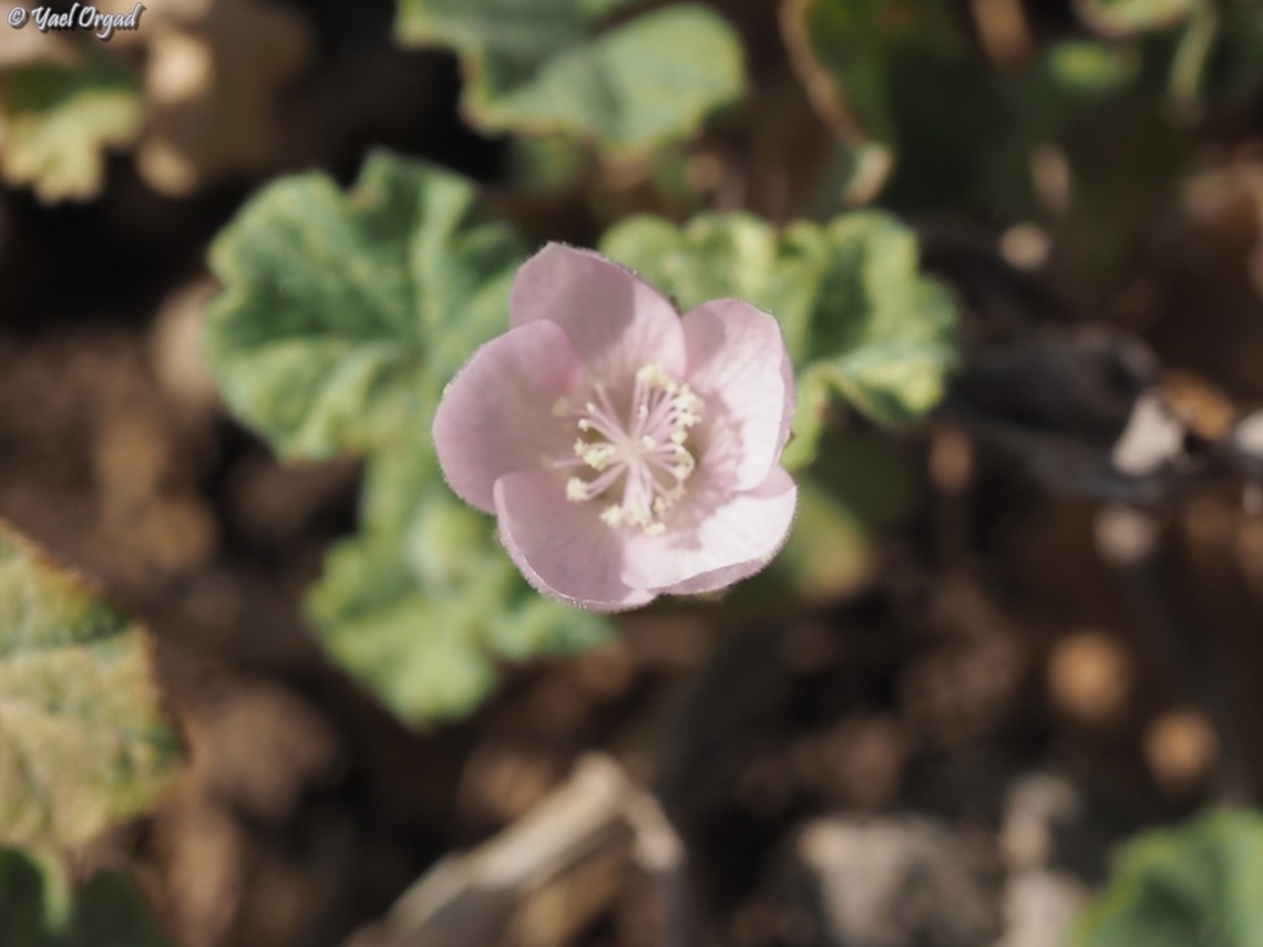 Malvella sherardiana  Malvella sherardiana