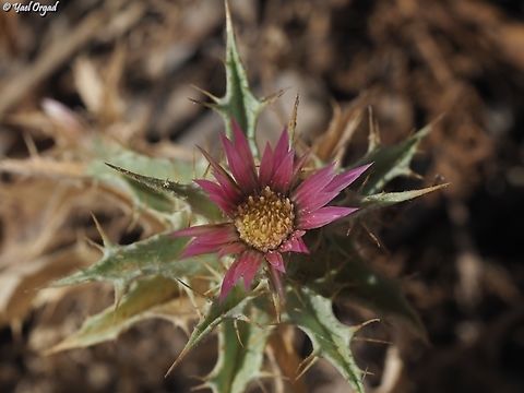 Carlina lanata  Carlina lanata,Geotagged,Summer
