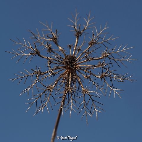 Artedia squamata this is what remains in the summer, after the flower bloomed and the fruit spread the seeds. the dry leftovers still have their own beauty. Artedia,Artedia squamata,Geotagged,Summer