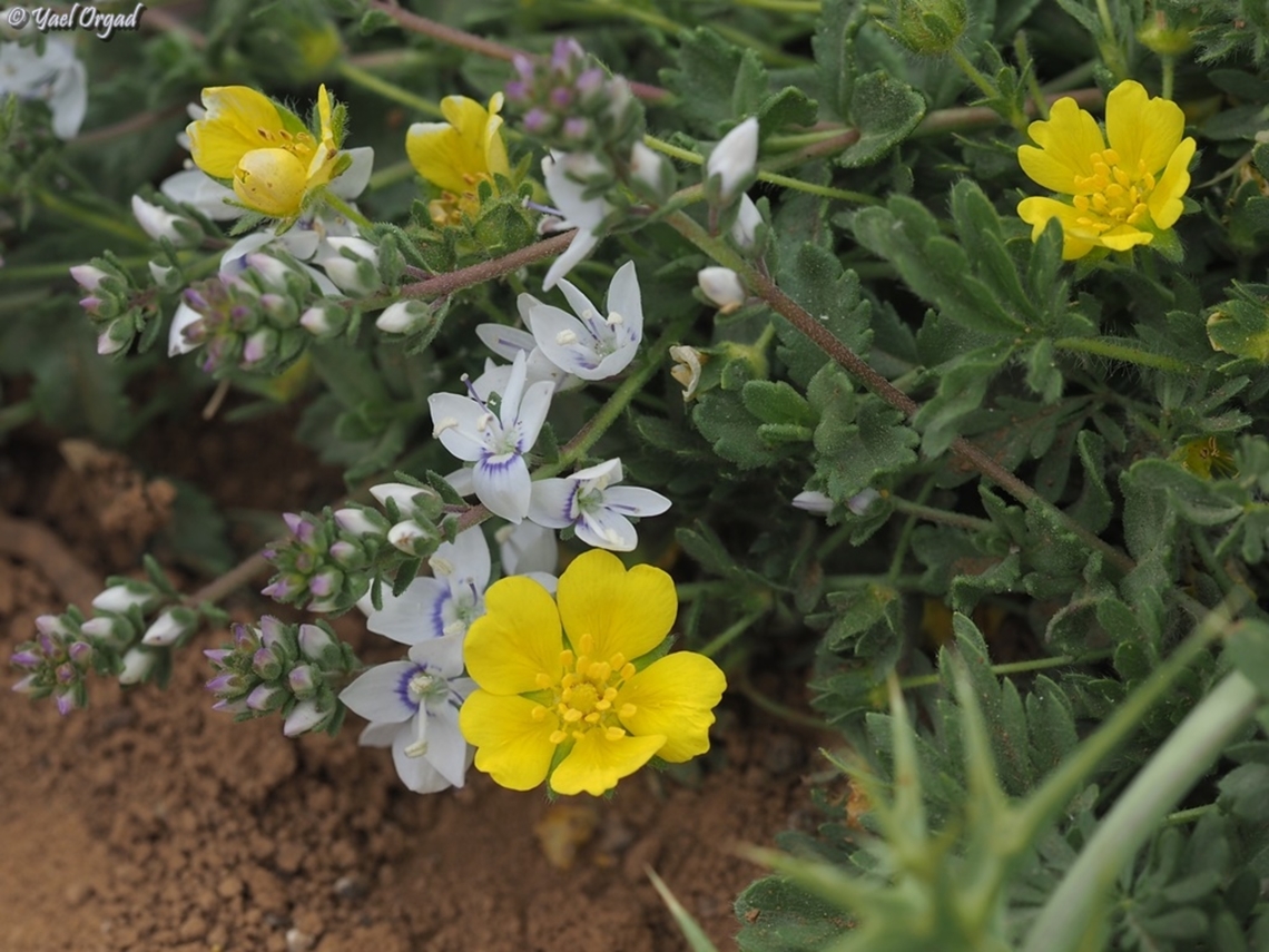 Veronica Orientalis (white) and Potentilla geranioides (yellow)  Israel,Potentilla geranioides,Veronica orientalis