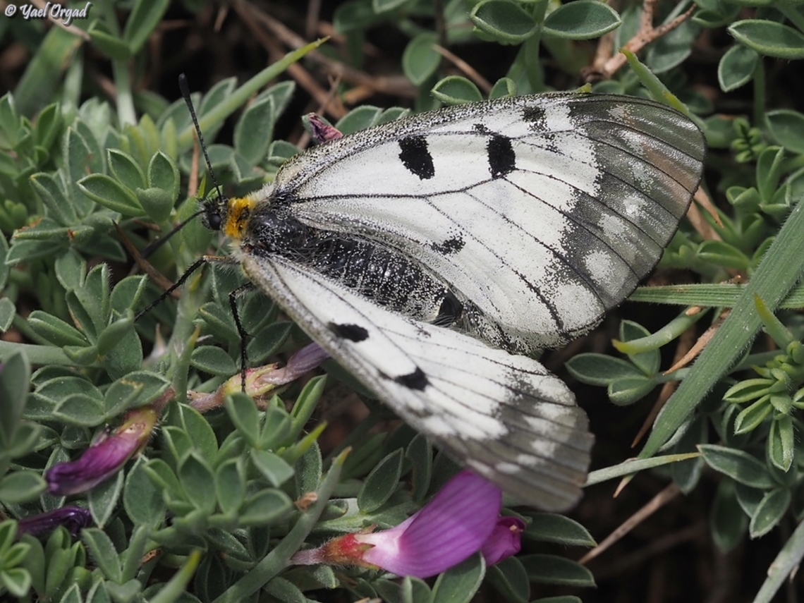 Parnassius mnemosyne  Clouded Apollo,Parnassius mnemosyne